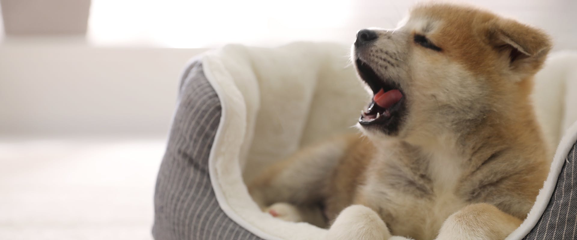 Ένα ιαπωνικό κουτάβι Akita χασμουριέται, κάθεται σε ένα άνετο κρεβάτι σκύλου